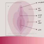 لابیا ماژور