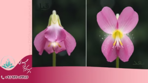 هودکتومی یا جراحی کلیتوریس - دکتر اکرم قرامحمدی - دکتر زنان